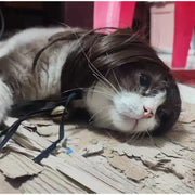 Pet Wig Dog And Cat Supplies Christmas Pet Accessories Curly Hair Straight Hair Diy Hand Woven Hair Wig DIY Accessorie